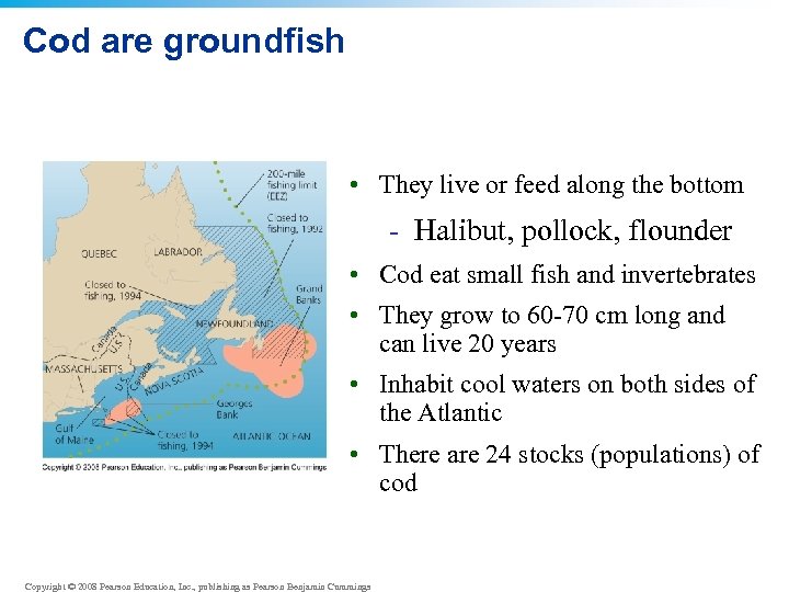 Cod are groundfish • They live or feed along the bottom - Halibut, pollock,