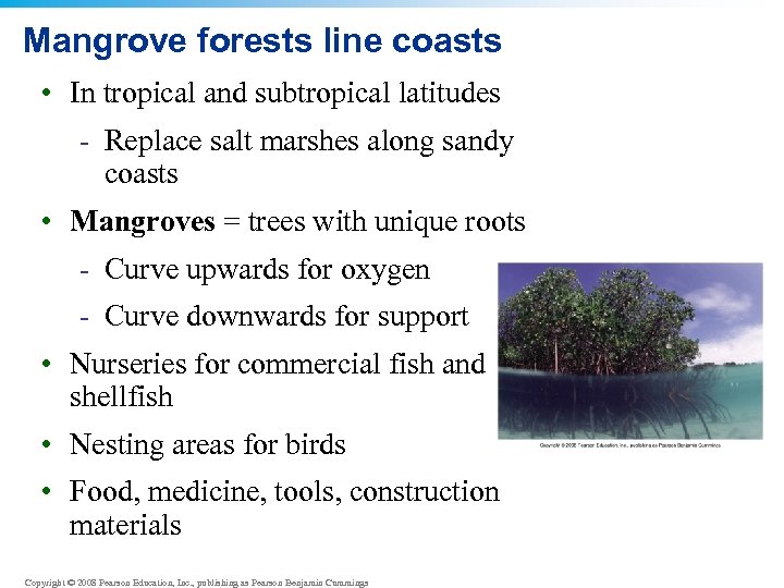 Mangrove forests line coasts • In tropical and subtropical latitudes - Replace salt marshes