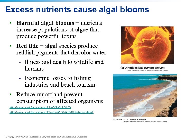 Excess nutrients cause algal blooms • Harmful algal blooms = nutrients increase populations of