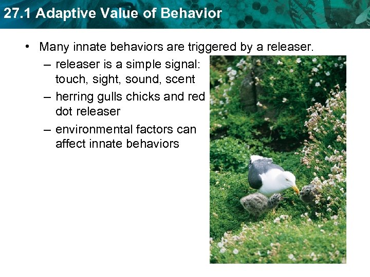 27. 1 Adaptive Value of Behavior • Many innate behaviors are triggered by a