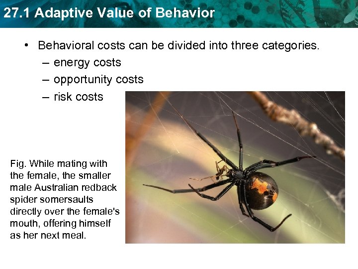 27. 1 Adaptive Value of Behavior • Behavioral costs can be divided into three