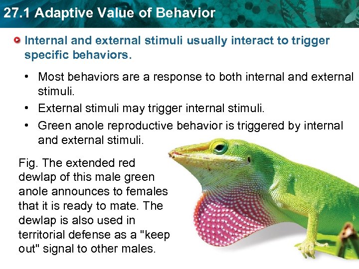 27 1 Adaptive Value Of Behavior KEY CONCEPT