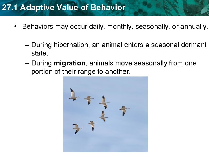 27. 1 Adaptive Value of Behavior • Behaviors may occur daily, monthly, seasonally, or