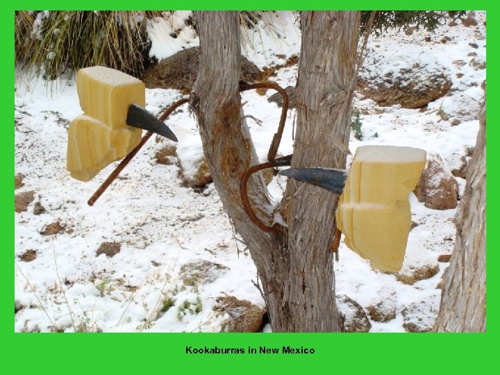 Kookaburras in New Mexico 