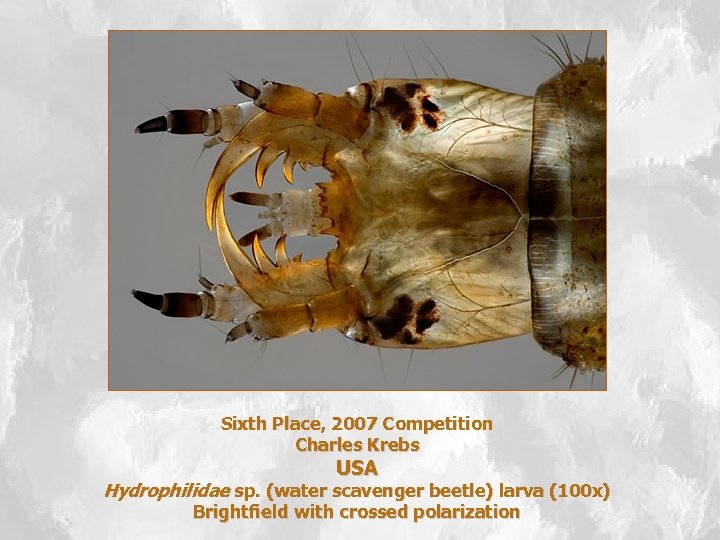 Sixth Place, 2007 Competition Charles Krebs USA Hydrophilidae sp. (water scavenger beetle) larva (100