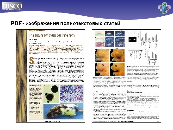 PDF- изображения полнотекстовых статей 