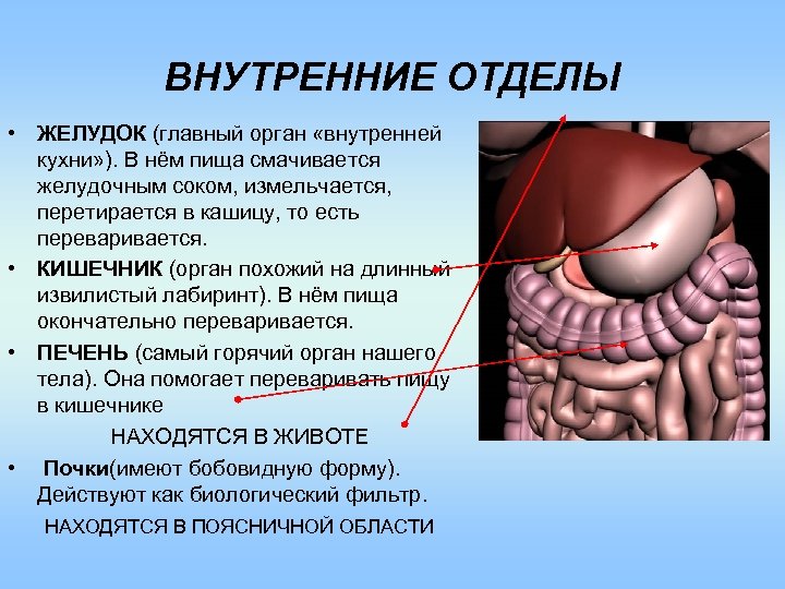 Органы внутренней кухни человека