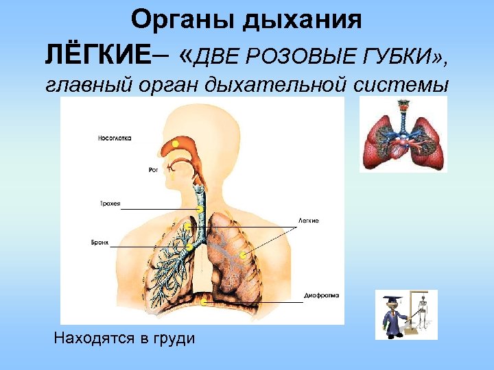 Органы дыхания ЛЁГКИЕ– «ДВЕ РОЗОВЫЕ ГУБКИ» , главный орган дыхательной системы Находятся в груди