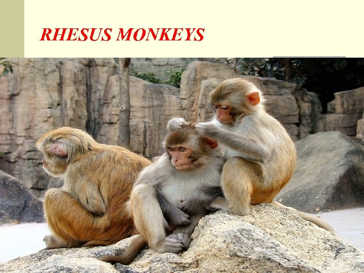 RHESUS MONKEYS 