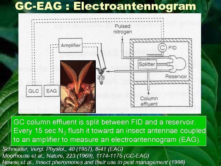 GC-EAG : Electroantennogram GC column effluent is split between FID and a reservoir. Every