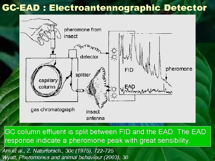 GC-EAD : Electroantennographic Detector GC column effluent is split between FID and the EAD.