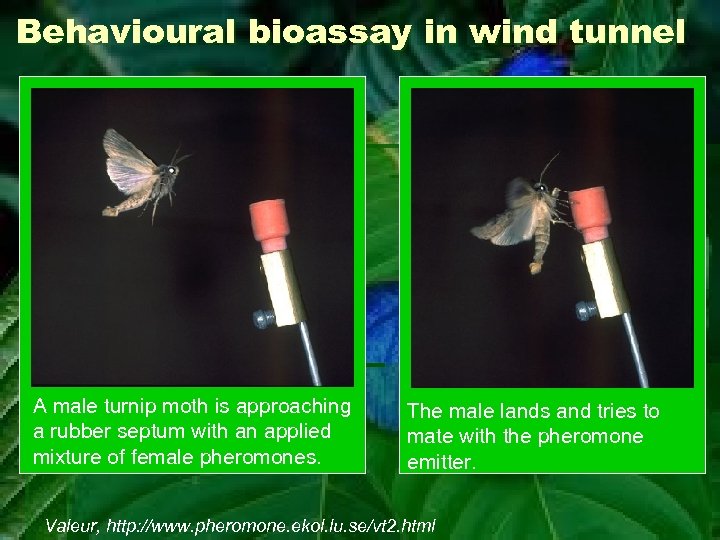 Behavioural bioassay in wind tunnel A male turnip moth is approaching a rubber septum