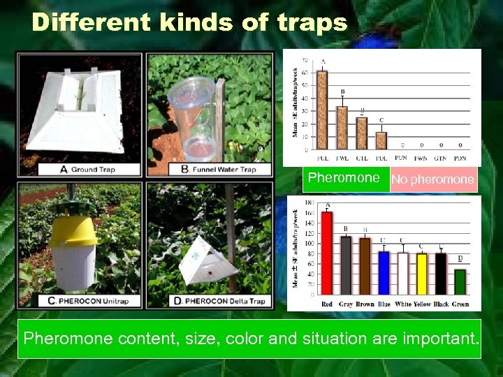 Different kinds of traps Pheromone No pheromone Pheromone content, size, color and situation are