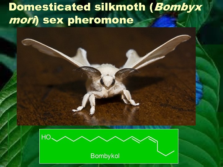 Domesticated silkmoth (Bombyx mori) sex pheromone 