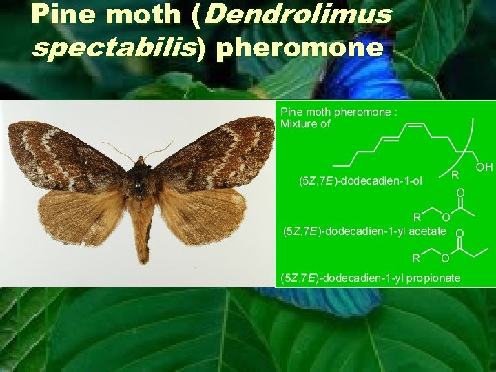Pine moth (Dendrolimus spectabilis) pheromone 