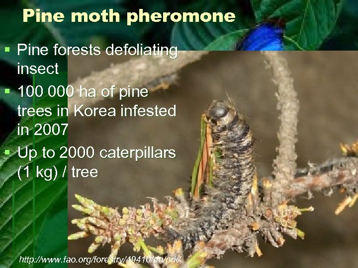 Pine moth pheromone § Pine forests defoliating insect § 100 000 ha of pine