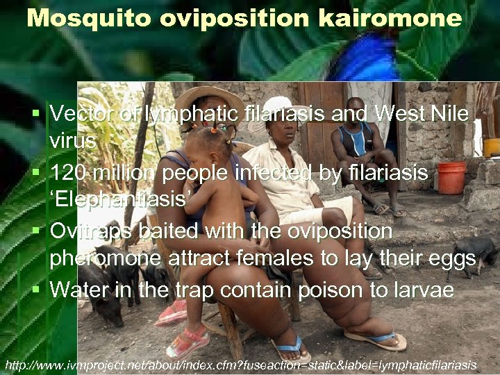 Mosquito oviposition kairomone § Vector of lymphatic filariasis and West Nile virus § 120