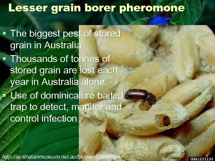 Lesser grain borer pheromone § The biggest pest of stored grain in Australia §