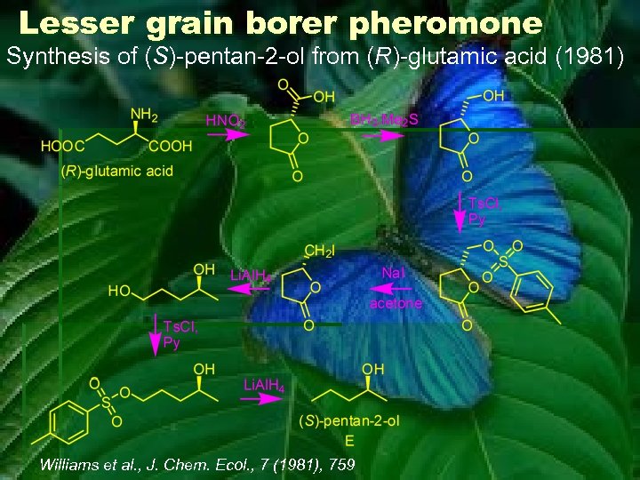Lesser grain borer pheromone Synthesis of (S)-pentan-2 -ol from (R)-glutamic acid (1981) Williams et