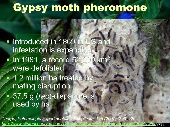 Gypsy moth pheromone § Introduced in 1869 in US and infestation is expanding §