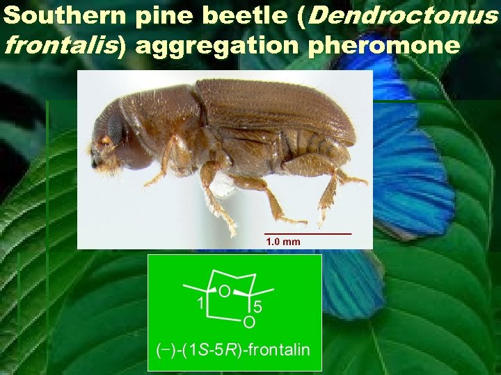 Southern pine beetle (Dendroctonus frontalis) aggregation pheromone 