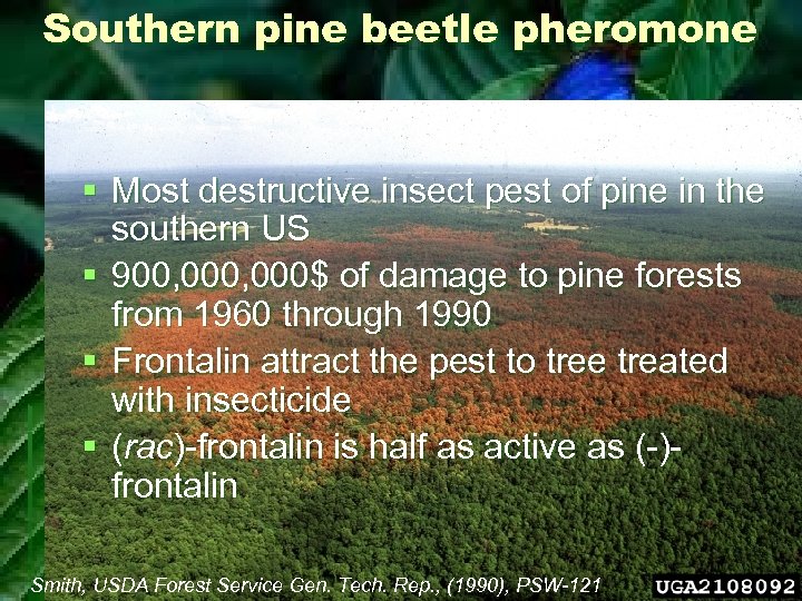 Southern pine beetle pheromone § Most destructive insect pest of pine in the southern