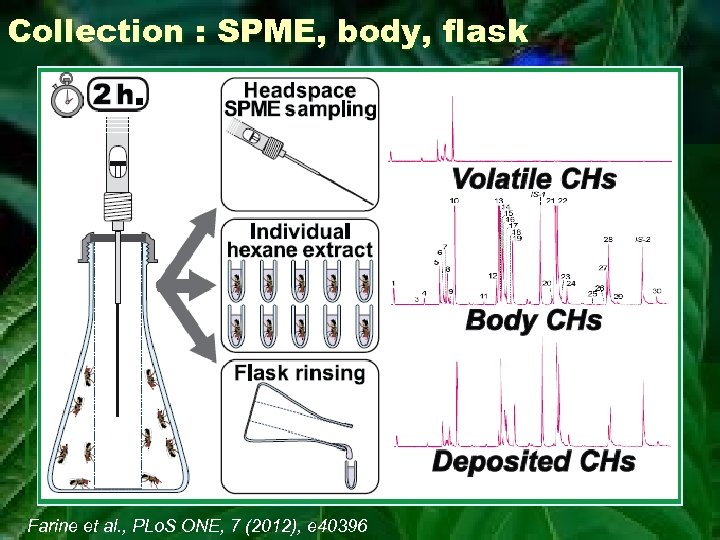 Collection : SPME, body, flask Farine et al. , PLo. S ONE, 7 (2012),