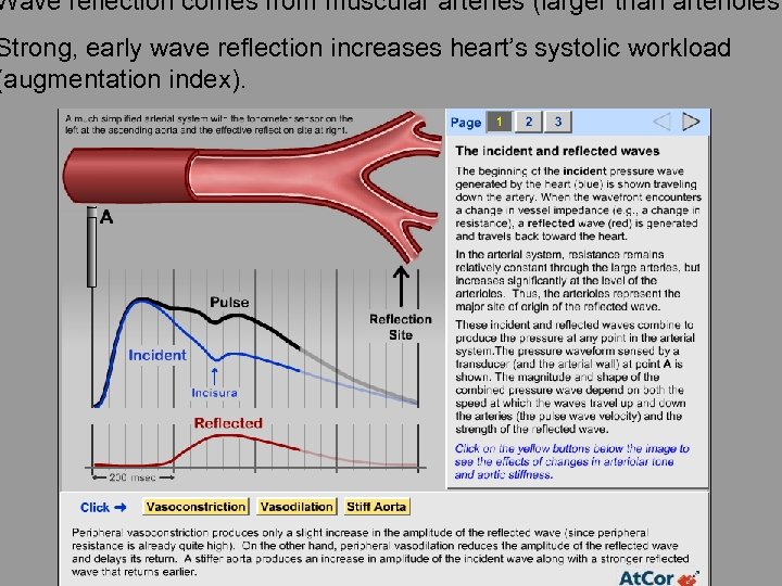 Wave reflection comes from muscular arteries (larger than arterioles) Strong, early wave reflection increases