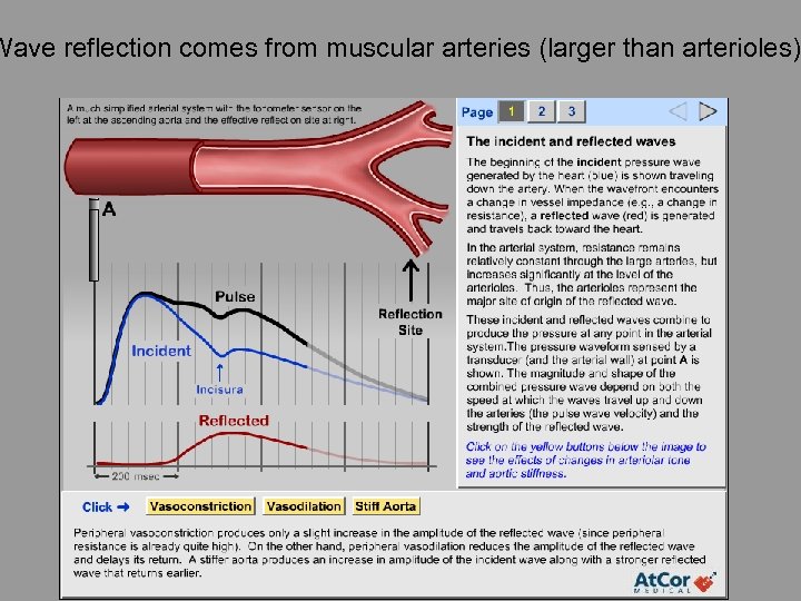 Wave reflection comes from muscular arteries (larger than arterioles) 