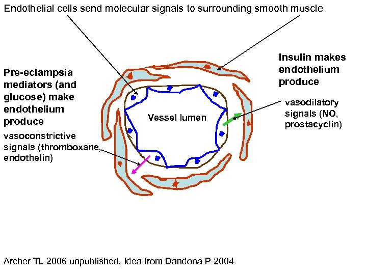 Endothelial cells send molecular signals to surrounding smooth muscle Pre-eclampsia mediators (and glucose) make