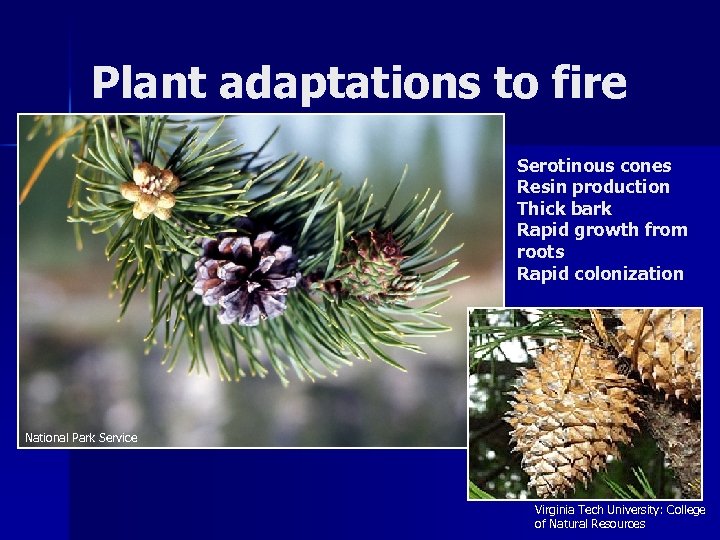 Plant adaptations to fire Serotinous cones Resin production Thick bark Rapid growth from roots