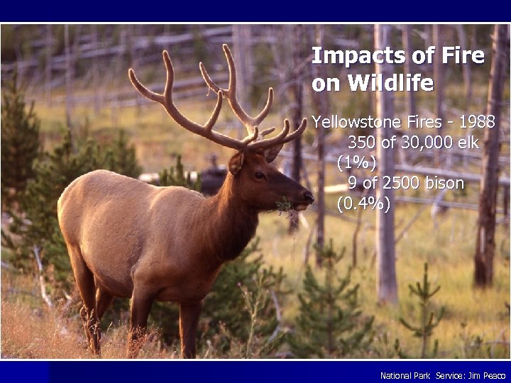 Impacts of Fire on Wildlife Yellowstone Fires - 1988 350 of 30, 000 elk