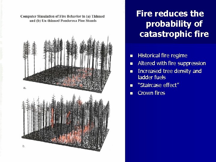 Fire reduces the probability of catastrophic fire n n n Historical fire regime Altered