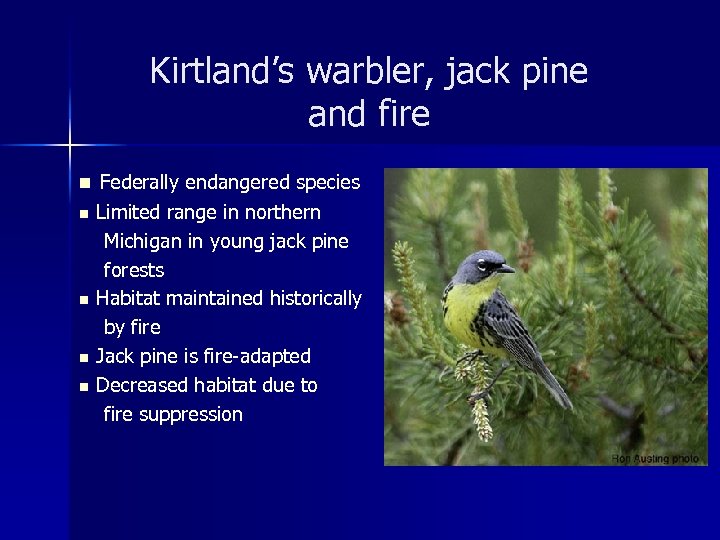 Kirtland’s warbler, jack pine and fire n Federally endangered species Limited range in northern