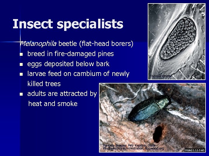 Insect specialists Melanophila beetle (flat-head borers) n n breed in fire-damaged pines eggs deposited