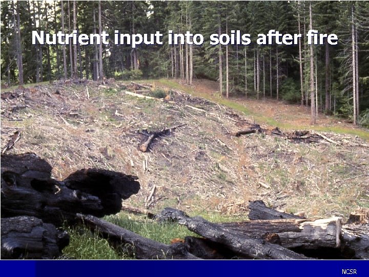 Nutrient input into soils after fire NCSR 