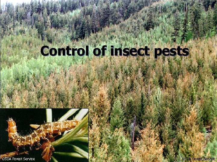 Control of insect pests USDA Forest Service 