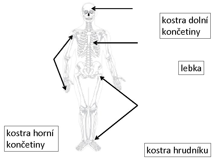 kostra dolní končetiny lebka kostra horní končetiny kostra hrudníku 