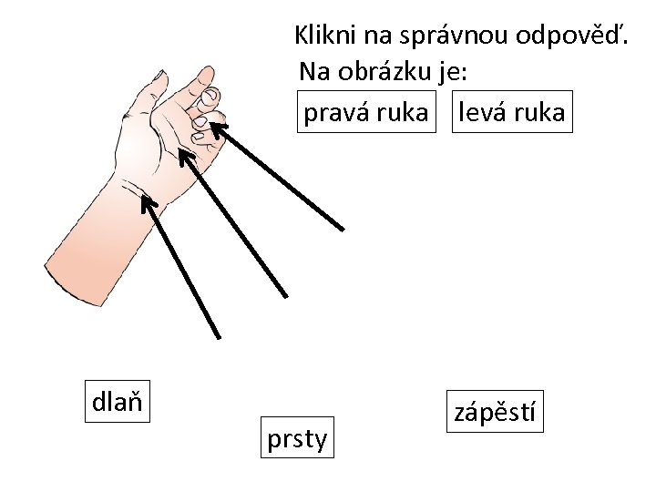 Klikni na správnou odpověď. Na obrázku je: pravá ruka levá ruka dlaň prsty zápěstí