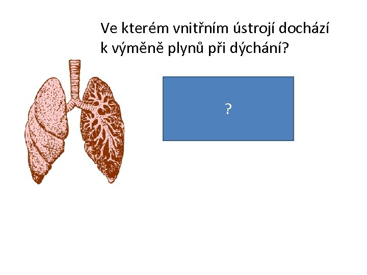 Ve kterém vnitřním ústrojí dochází k výměně plynů při dýchání? Je to v plících.