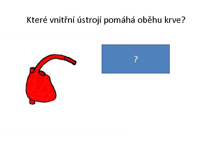 Které vnitřní ústrojí pomáhá oběhu krve? Je to srdce. ? 