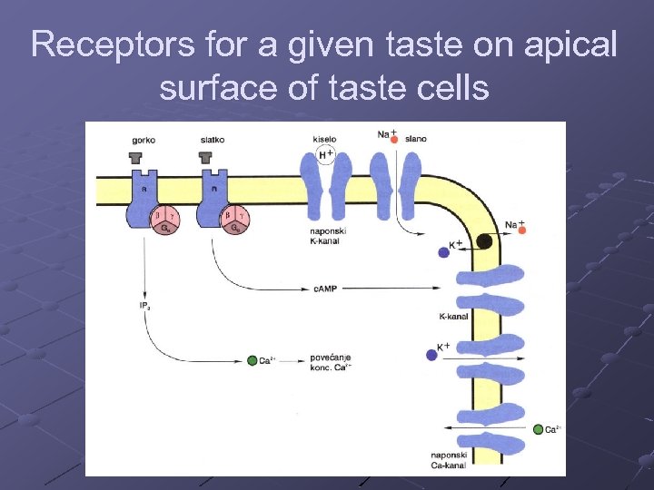 Receptors for a given taste on apical surface of taste cells 