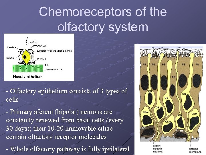 Chemoreceptors of the olfactory system - Olfactory epithelium consists of 3 types of cells