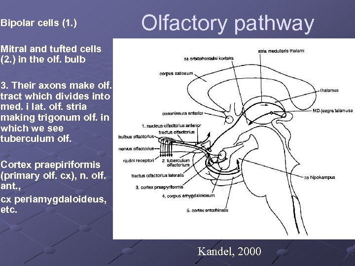 Bipolar cells (1. ) Olfactory pathway Mitral and tufted cells (2. ) in the