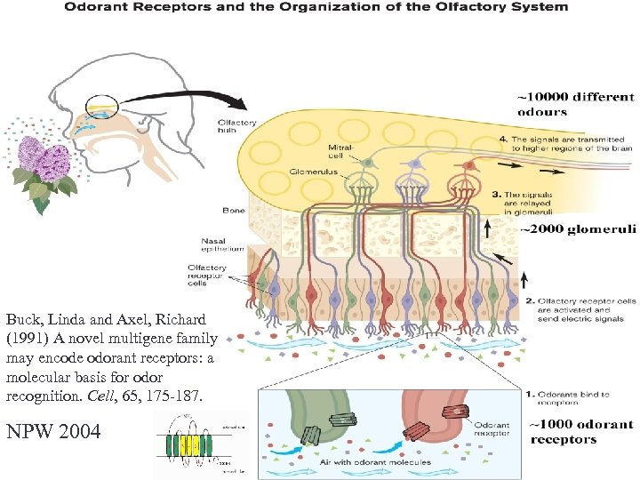 100 snopića njušnog živca Buck, Linda and Axel, Richard (1991) A novel multigene family