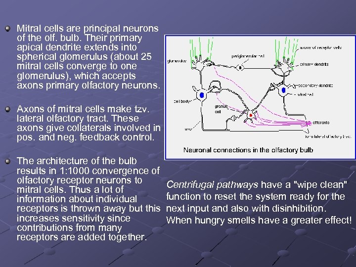 Mitral cells are principal neurons of the olf. bulb. Their primary apical dendrite extends