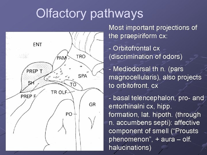 Olfactory pathways Most important projections of the praepiriform cx: Orbitofrontal cx (discrimination of odors)