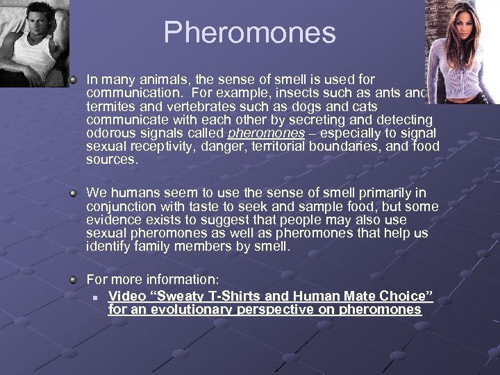 Pheromones In many animals, the sense of smell is used for communication. For example,