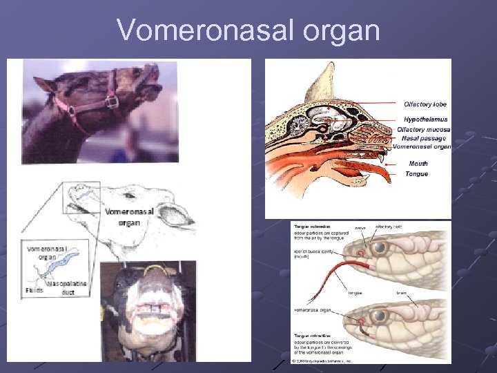 Vomeronasal organ 