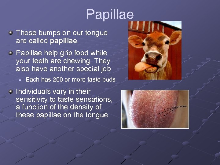 Papillae Those bumps on our tongue are called papillae. Papillae help grip food while